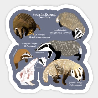 Badgers Meles Genus Poster Sticker